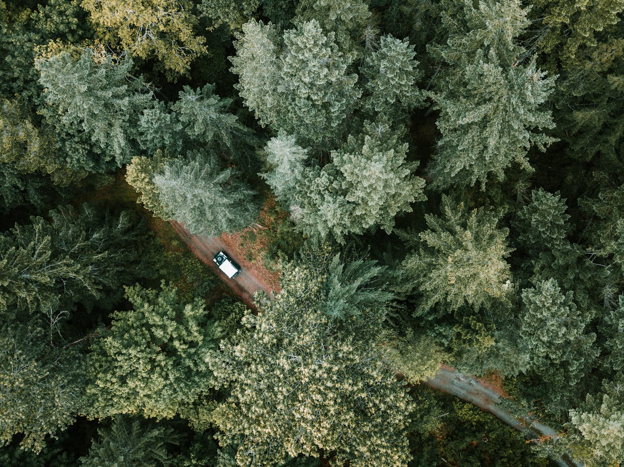 Forest aerial view