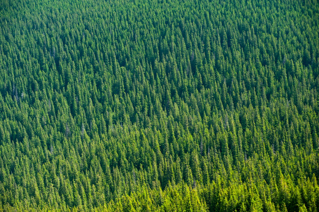 Forest of evergreen trees